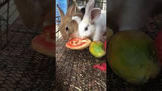 Cute rabbit eat papaya #rabbitbreeds #pet #bunny #mycuterabbit #cuteanimal