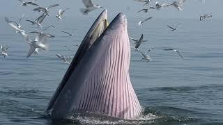 Feeding Behavior of Bryde’s Whales in Upper Gulf of Thailand