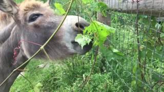 The Donkeys Eating Grape Leaves