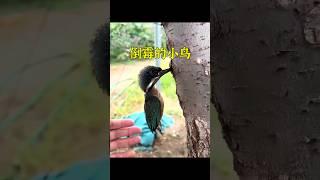 女孩救了一只倒黴的鳥，它卻每天給恩人送魚。 #animals #cute #pets #shorts #动物