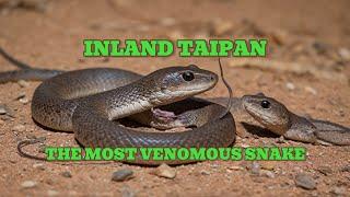 Inland Taipan:  Most venomous snake in the world