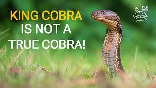 Deadly venomous King cobra is not a true cobra!