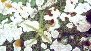 Spiny Brittle Star (Ophiothrix spiculata) at Moss Beach