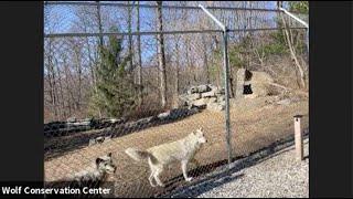 Wolf Conservation Center - A Virtual Visit