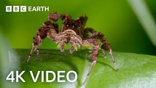 3 Hours of Incredible 4K Nature Footage | BBC Earth