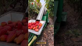 Harvesting & Processing Cocoa at the Same time..!