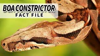 Boa Constrictor Facts: the Red Tailed Boa facts  | Animal Fact Files