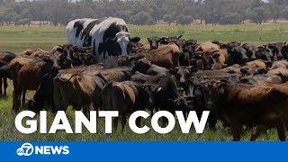 Holy cow! This may be the biggest steer we've ever seen