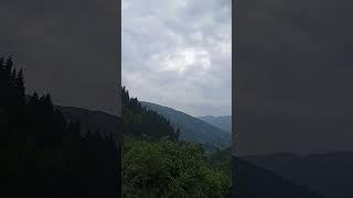 карпати#природа#спів птахів #краса #nature #гармония