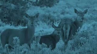 Nomad Nectar TV Trailer