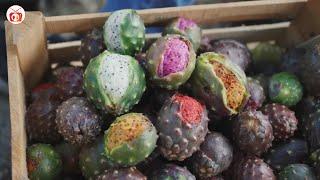 Amazing Cactus Fruit Harvesting Technique - Pitayas | Global Cuisine TV