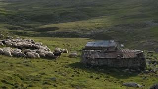 Shepherd and her flock in the unmelting snow - 4K Documentary