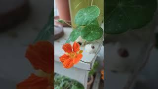 습하고 더운날 예쁜 주황꽃#한련화키우기 #베란다가드닝 #베란다정원 #식물