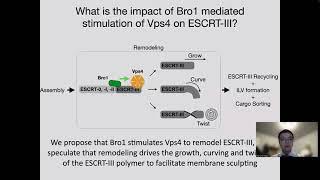 BioEssays: Bro1 family proteins harmonize cargo sorting with vesicle formation