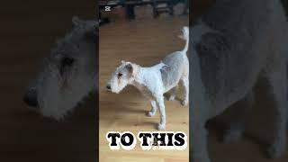 Fox #dog #doglife #changes #foxterrier