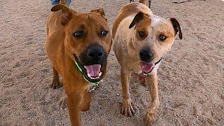 Dog TV Daycare for Fridays