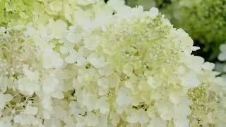 Гортензия метельчатая Пинки Промис (Hydrangea paniculata Pinky Promise)