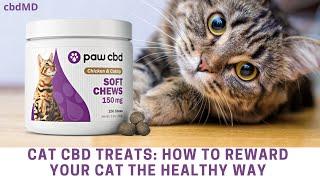 Cat CBD Treats: How to Reward Your Cat the Healthy Way  #shorts #cbdtreats #cats #petcare