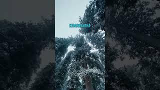 Must Visit place in Uttarakhand ️ | Dhevbhumi Uttarakhand  #shortvideo #shorts