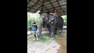 See Safari World Marine Park, & Thappraya Safari parks of Bangkok Thailand 2024