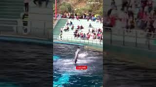 Incredible Dolphin show |safari park | ocean park | best Veiw show | #gujjuinhongkong #short #2022