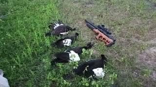 Caçadinha de Pato da ada Branca