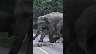 เล่น #elephant