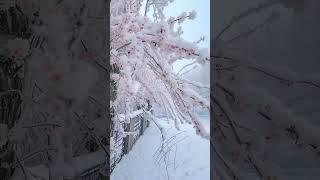 설중매, 송란 #자유세상