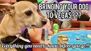 Bringing your DOG to Vegas? Everything you need to know!