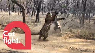 Watch these two tiger sisters fight in a fierce battle for territory! | SWNS