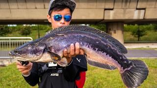 Snakehead Fishing Singapore | The Toman Hunt