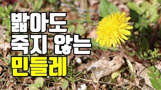 민들레의 놀라운 생존전략 3가지 I 로제트식물의 겨울을 견디는 방법 I 숲해설가 숲이야기 김포스