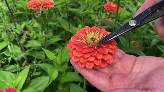 HOW TO DeadHead ZINNIAS and increase the quality of your blooms!