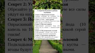 Секреты большого урожая клубники