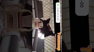 Что есть в вашем распоряжении (В юрте) #shorts