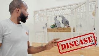 How To PROTECT Your FLOCK  | PARROT DISEASES