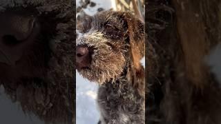 Дратхаар Лина 4 месяца #дратхаар #собака #dog #денисыч