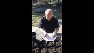 How To Plant Iris Seeds