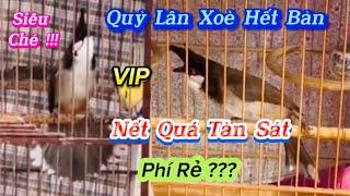 Siêu Phẩm Chào Mào Đấu Hót Nết Đấu Tàn Sát Mãn Nhãn Bổi VIP Nết Chim Thi Thanh Lý Giá Rẻ ???