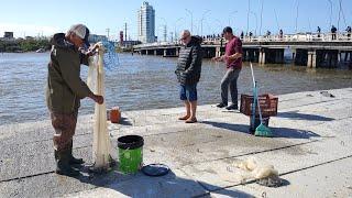 Pescas de sardinhas graúdas, 30-07-24, c/ anzóis e tarrafas, Tramandaí, RS. #pesca #sardinhas #fish