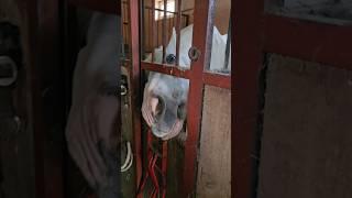 ПРИХОДИТЬ ТОЛЬКО С ЯБЛОКАМИ! #shortsvideo #zoo #shorts #funny
