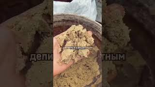 Забытая и дешевая подкормка! #огород#дача#вредители#советы#сад
