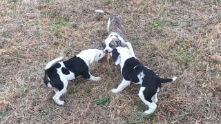 American Bulldog Kennel: introducing new pups and updates