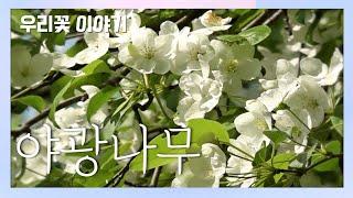 야광나무 [국립수목원 우리꽃 이야기. 110]