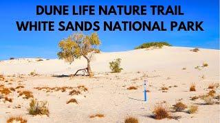 DUNE LIFE NATURE TRAIL WHITE SANDS NATIONAL PARK