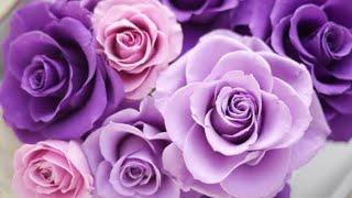 Most beautiful purple roses #satisfying #shorts.