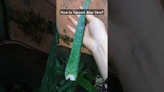 How to harvest Aloe Vera #aloevera #garden #harvest #skincare #aloeveragel #organic #viral #shorts