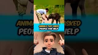 Animals That Asked People For Help ️‍🩹