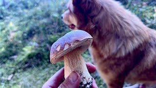 Porcini mushrooms after frosts in the Carpathians