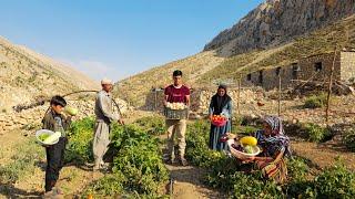 IRAN nomadic life | Fresh farm | Harvesting onion, tomato and pumpkin products and a home evening